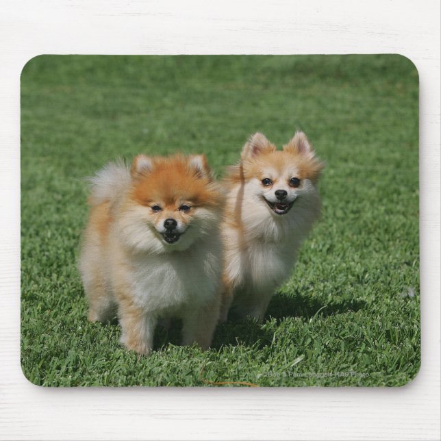 Mousepad 2 Pomeranians que olha a câmera (Frente)