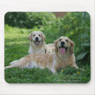 Mousepad 2 Retrievers dourados que colocam na grama