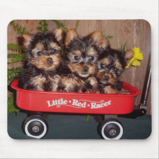 Mousepad 3 filhotes de cachorro de Terrier de seda