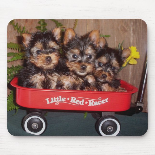Mousepad 3 filhotes de cachorro de Terrier de seda (Frente)