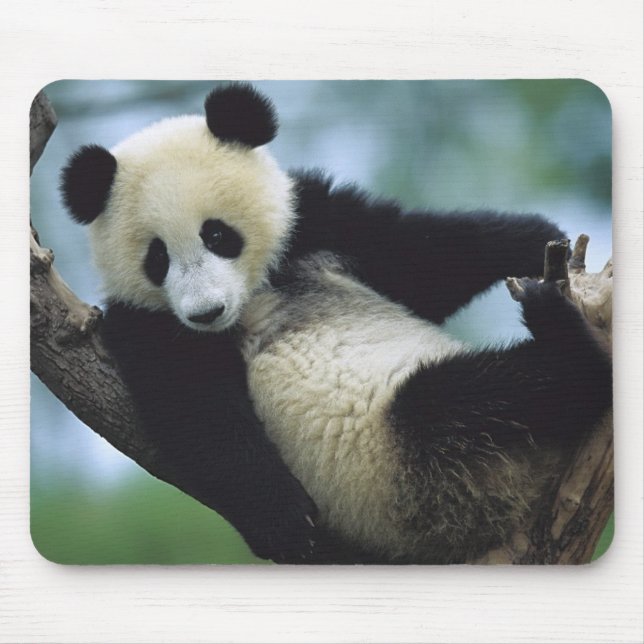 Mousepad 557711600wb1fp3 (Frente)