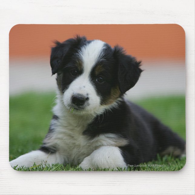Mousepad 6 border collie semanas de idade (Frente)