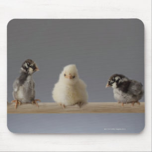 Mousepad 7 galinhas do animal de estimação do bebê em um