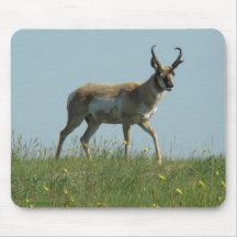 A10 Antilope Pronghorn e Flores Silvestres