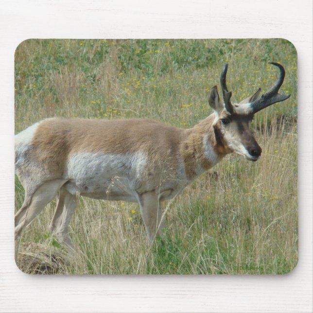 Mousepad A12 Pronghorn Antelope Buck (Frente)