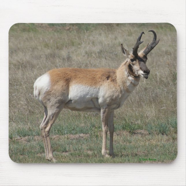 Mousepad A15 Pronghorn Antelope Rude Buck (Frente)