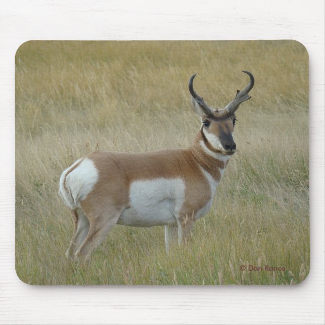 Mousepad A1 Pronghorn Antelope Big Buck (Frente)