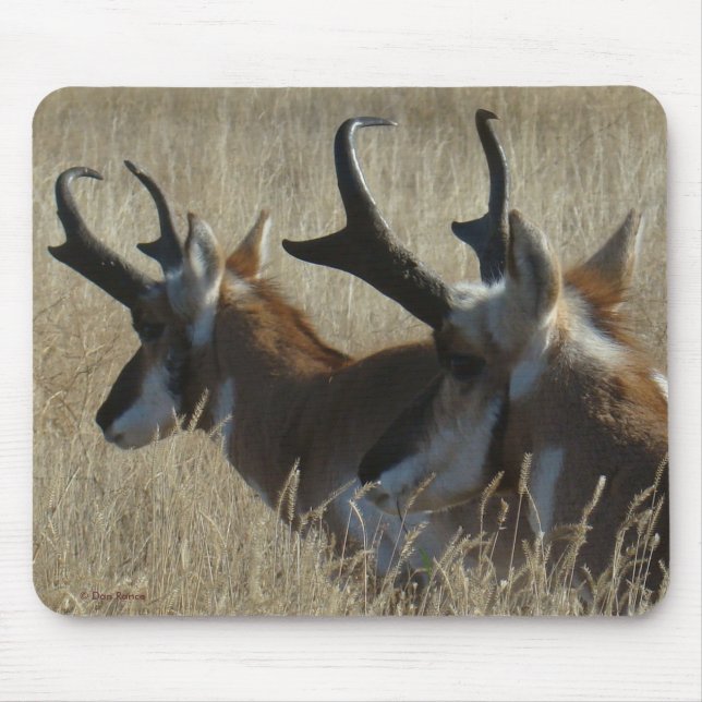 Mousepad A23 Pronghorn Antelope Young Bucks Head Shot (Frente)