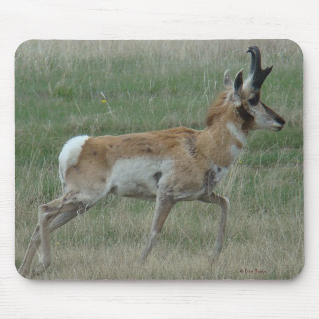 Mousepad A32 Pronghorn Antelope Buck (Frente)