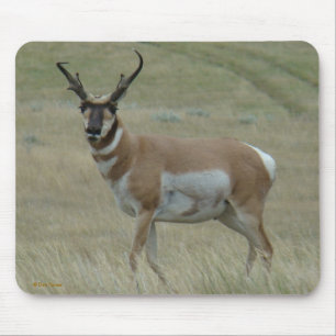 Mousepad A33 Antílope Berrendo Chifres Tortos Buck