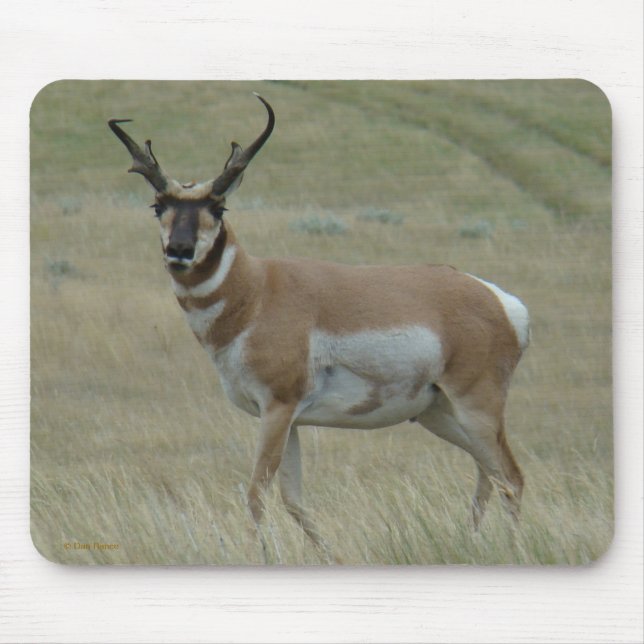 Mousepad A33 Antílope Berrendo Chifres Tortos Buck (Frente)