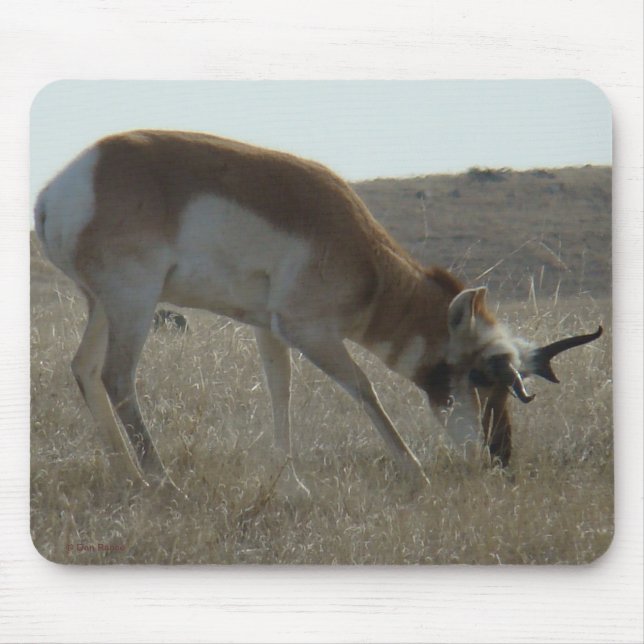 Mousepad A34 Antílope Bidente Macho Chifres Tortos (Frente)