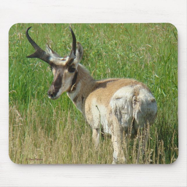Mousepad A35 Antílope Bidente Macho (Frente)