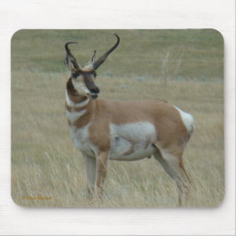 Mousepad A37 Antilope Pronghorn Chifres Tortos