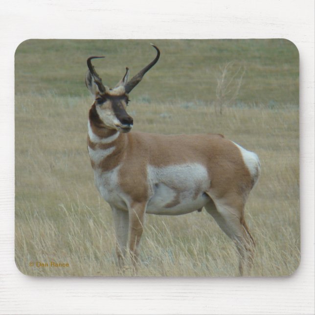 Mousepad A37 Antilope Pronghorn Chifres Tortos (Frente)