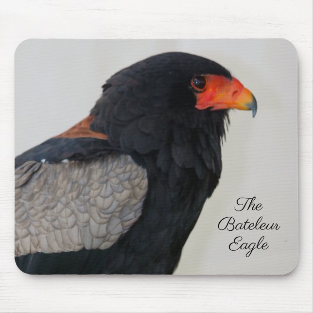 Mousepad A Águia Bateleur (Frente)