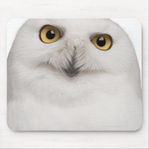 Mousepad A coruja nevado masculina (scandiacus do bubão)