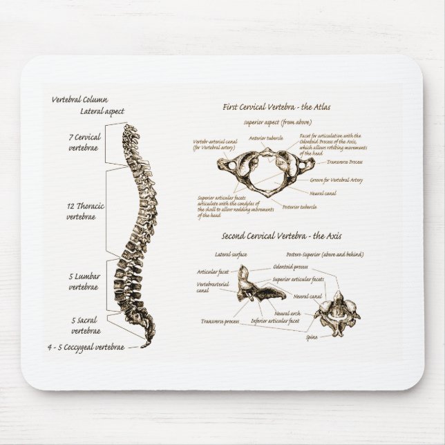 Mousepad A espinha detalha o Sepia (Frente)