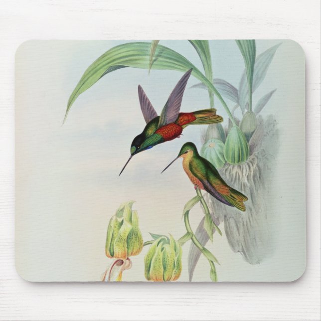 Mousepad A estrela de Bonaparte fronteou o colibri (Frente)