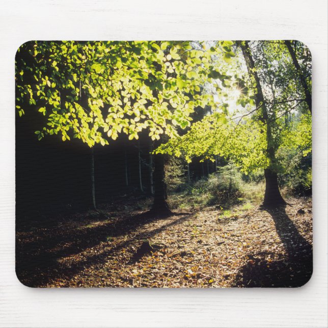Mousepad A floresta na Primavera (Frente)