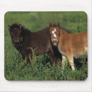 Mousepad A miniatura Foals na grama