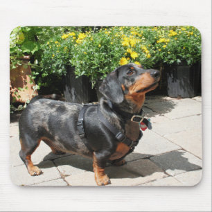Mousepad A prata Dapple o amigo 2 do Dachshund