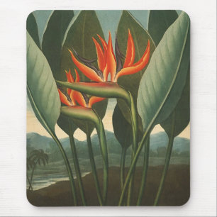 Mousepad "A Rainha (Pássaro do Paraíso)" - Templo da Flor