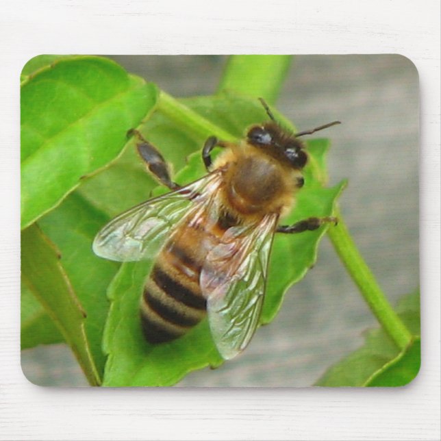 Mousepad Abelha Melífera (Frente)