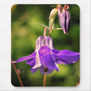 Mousepad Abelhas Na Flor Columbina