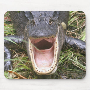 Mousepad Abra largamente! Jacaré de Florida