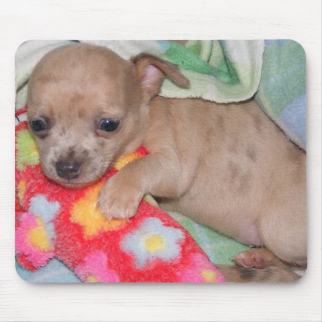 Mousepad Abraços da chihuahua (Frente)