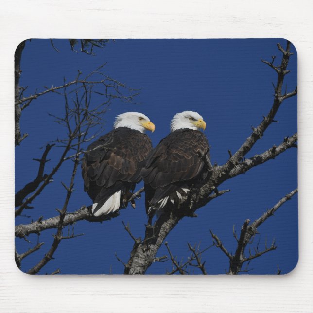 Mousepad abutre, águia, pássaro (Frente)