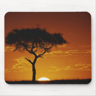 Mousepad Acácia-espinhosa, Acacia tortilis,