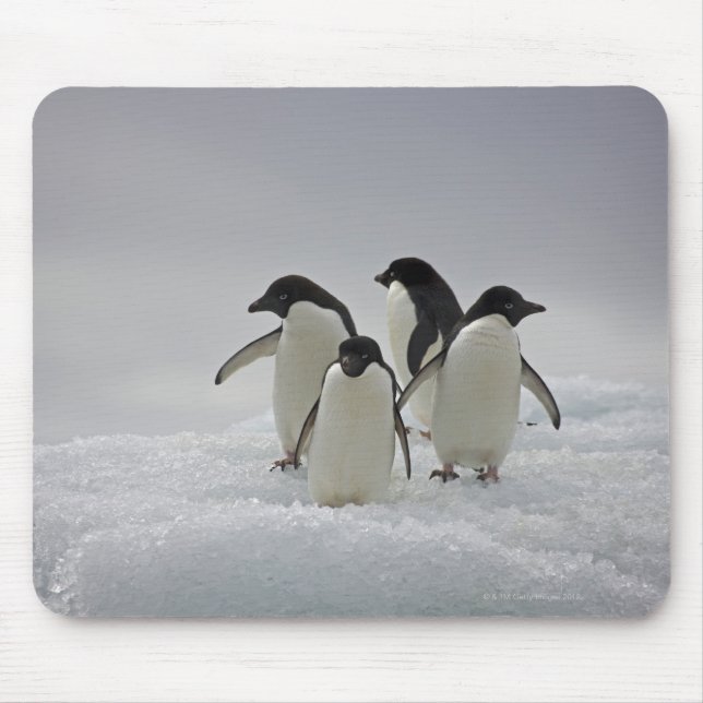 Mousepad Adelie Penguins sobre Fluxos de Gelo (Frente)