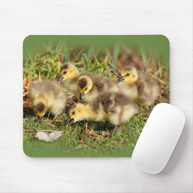Mousepad Adorável Bebê Canadá Geese na grama (Com mouse)