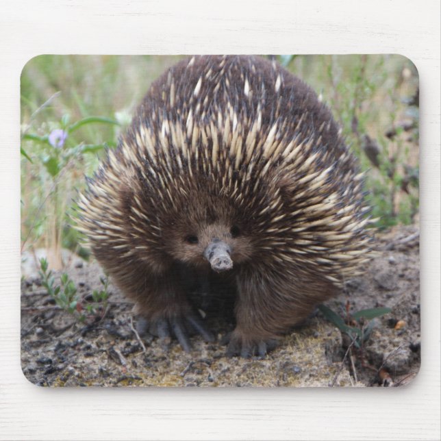 Mousepad Adorável Echidna Australiana (Frente)