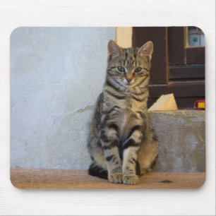Mousepad Adorável Tiger Cat Baby