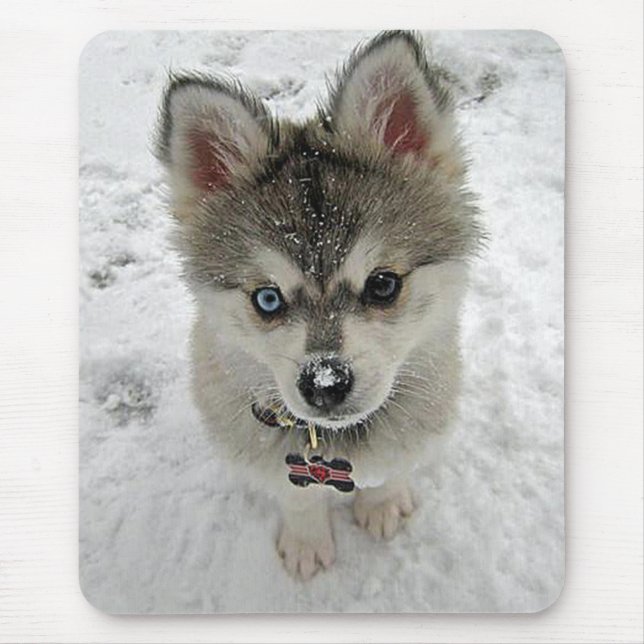 Mousepad Adoro O Cachorro De Filhote Siberiano Em Snow Mous (Frente)