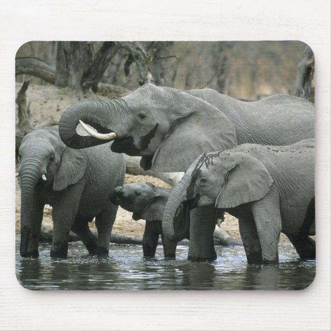 Mousepad Afafricano Elephant (Loxodonta africana), bebendo (Frente)