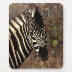 Mousepad África, África do Sul, Kruger NP retrato de zebra