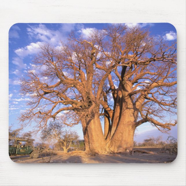 Mousepad África, Botswana, Okavango Delta. Baobás (Frente)