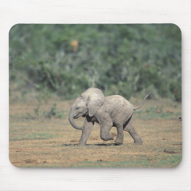 Mousepad África do Sul, Parque Elefante Addo Nat'l. Bebê (Frente)