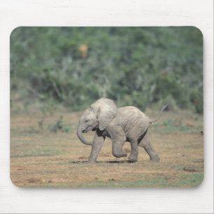 Mousepad África do Sul, Parque Nacional Addo Elephant. Bebê