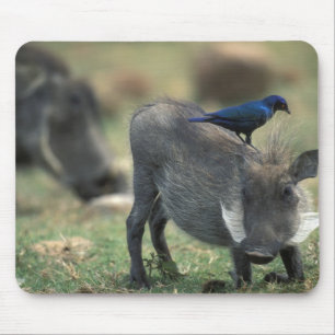 Mousepad África do Sul, Pilanesburg GR, Warthog