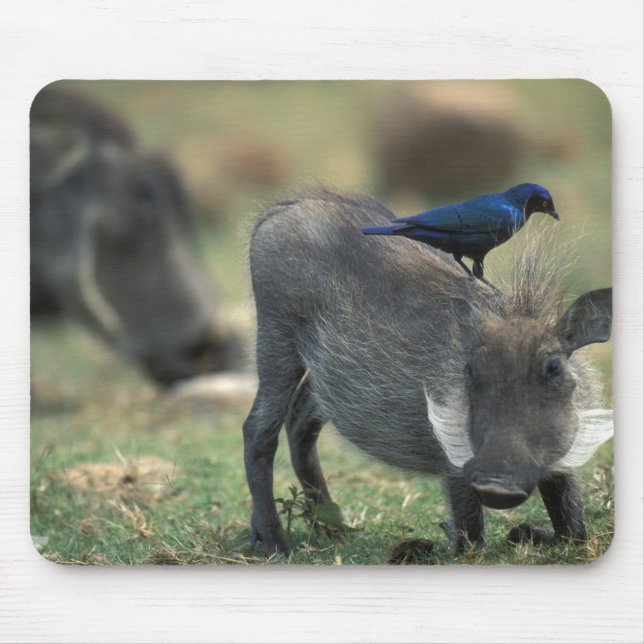 Mousepad África do Sul, Pilanesburg GR, Warthog (Frente)