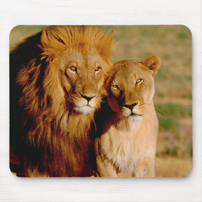 Mousepad África, Namíbia, Okonjima. Leão & leoa (Frente)