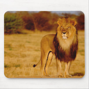 Mousepad África, Namíbia, Okonjima. Leão macho solitário