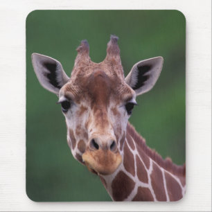 Mousepad África, Quênia, Impala Ranch. Reticulada