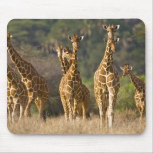 Mousepad África. Quênia. Manada de girafas-reticuladas