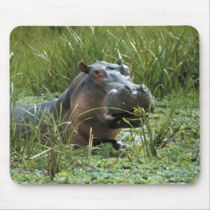 Mousepad África, Quênia, Masai Mara NR. Uma hipopótamo mãe